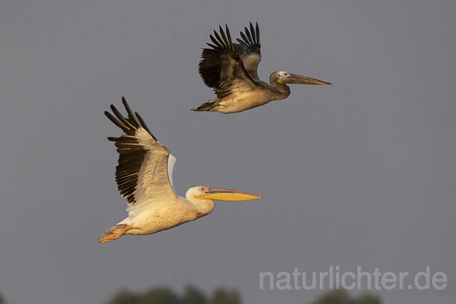 R13782 Rosapelikan mit Jungvogel im Flug, Great white pelican and juvenile flying - Christoph Robiller