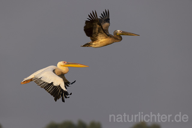 R13783 Rosapelikan mit Jungvogel im Flug, Great white pelican and juvenile flying - Christoph Robiller