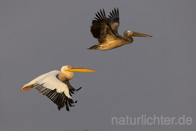 R13784 Rosapelikan mit Jungvogel im Flug, Great white pelican and juvenile flying - Christoph Robiller