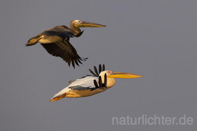 R13785 Rosapelikan mit Jungvogel im Flug, Great white pelican and juvenile flying - Christoph Robiller