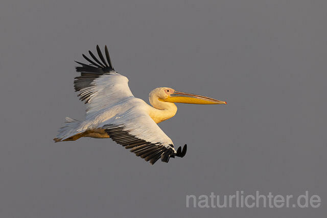 R13790 Rosapelikan im Flug, Great white pelican flying - Christoph Robiller