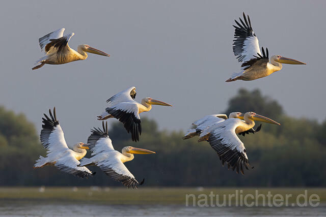 R13791 Rosapelikan im Flug, Great white pelican flying - Christoph Robiller