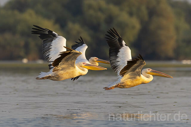 R13792 Rosapelikan im Flug, Great white pelican flying - Christoph Robiller