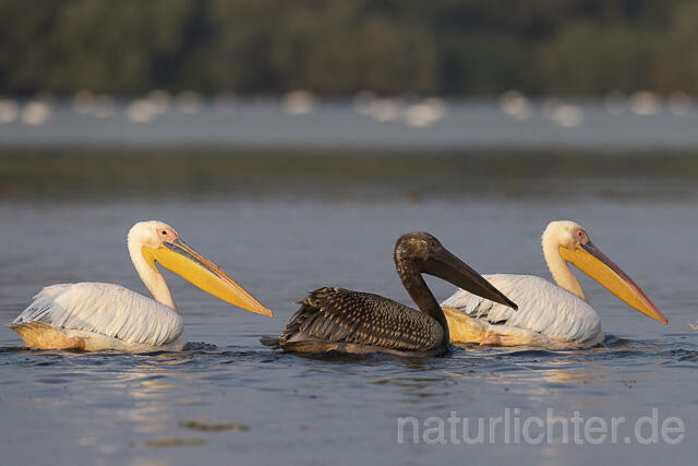 R13793 Rosapelikane mit Jungvogel, Great white pelican and juvenile - Christoph Robiller