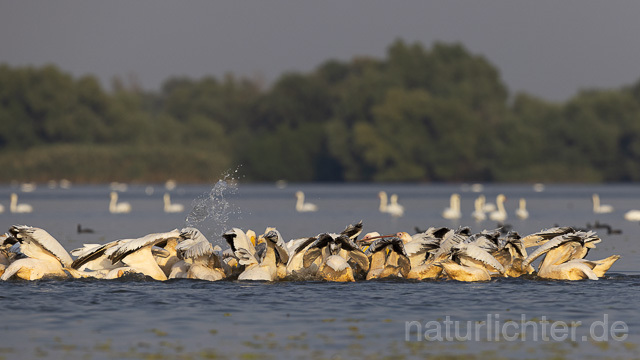 R13810 Rosapelikane im Schwarm fischend, Great white pelican fishing - Christoph Robiller
