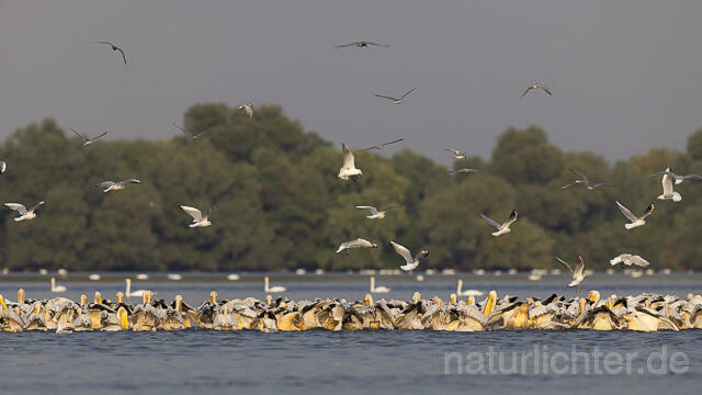 R13811 Rosapelikane im Schwarm fischend, Great white pelican fishing - Christoph Robiller