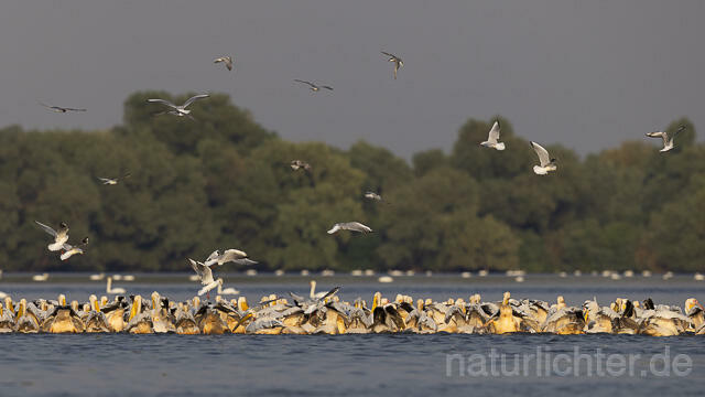 R13812 Rosapelikane im Schwarm fischend, Great white pelican fishing - Christoph Robiller