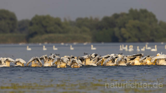 R13808 Rosapelikane im Schwarm fischend, Great white pelican fishing - Christoph Robiller
