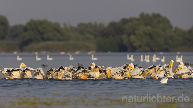 R13809 Rosapelikane im Schwarm fischend, Great white pelican fishing - Christoph Robiller