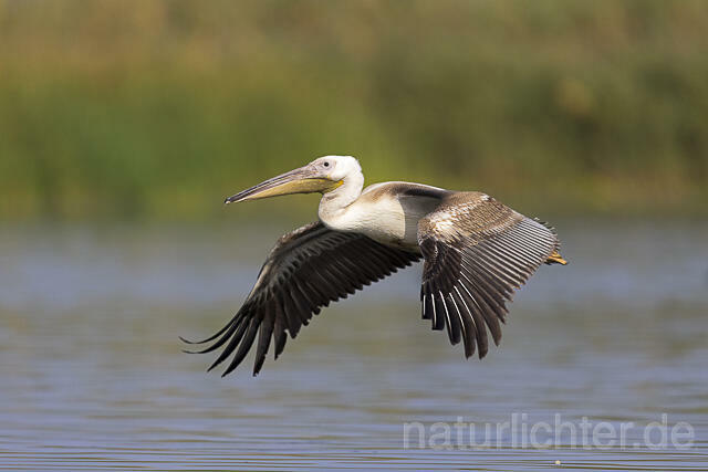 R13854 Rosapelikan Jungvogel im Flug, Great white pelican juvenile flying - Christoph Robiller