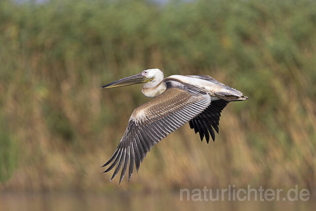 R13855 Rosapelikan Jungvogel im Flug, Great white pelican juvenile flying - Christoph Robiller