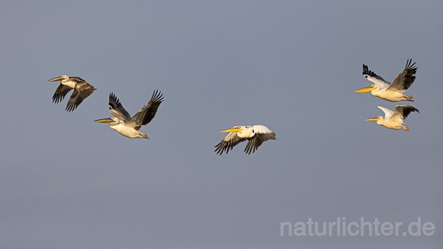 R13831 Rosapelikan Jungvogel im Flug, Great white pelican juvenile flying - Christoph Robiller