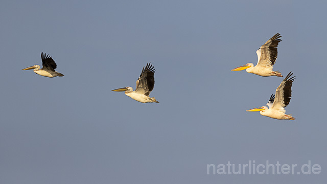 R13832 Rosapelikan Jungvogel im Flug, Great white pelican juvenile flying - Christoph Robiller