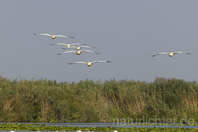 R13834 Rosapelikane im Flug, Great white pelican flying - Christoph Robiller