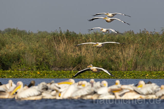 R13835 Rosapelikane im Anflug, Great white pelican flying - Christoph Robiller