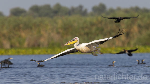 R13836 Rosapelikan im Flug, Great white pelican flying - Christoph Robiller
