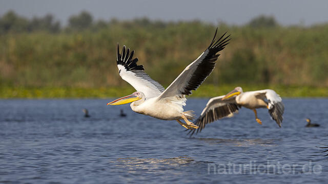 R13837 Rosapelikane im Flug, Great white pelican flying - Christoph Robiller