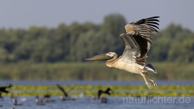 R13838 Rosapelikan Jungvogel im Flug, Great white pelican juvenile flying - Christoph Robiller