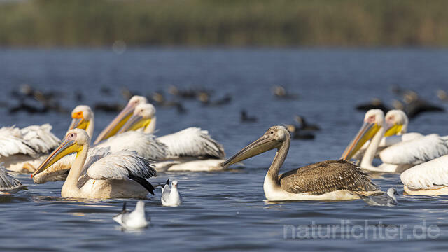 R13841 Rosapelikane mit Jungvogel, Great white pelican and juvenile - Christoph Robiller