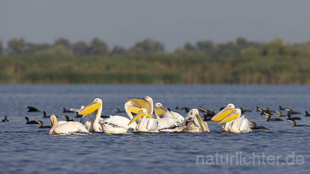 R13842 Rosapelikane und Kormorane, Great white pelican and Great cormorant - Christoph Robiller