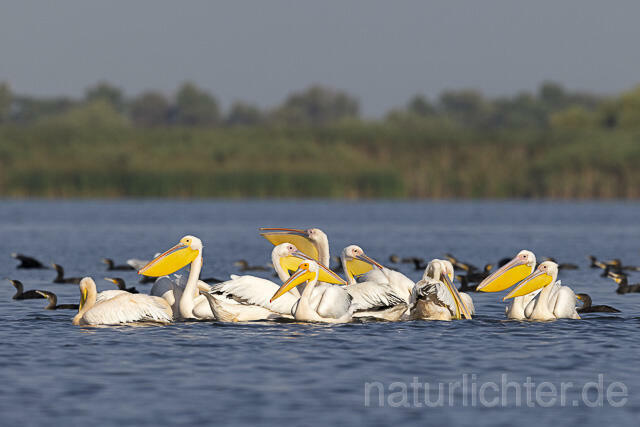 R13843 Rosapelikane und Kormorane, Great white pelican and Great cormorant - Christoph Robiller