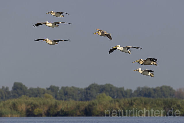 R13845 Rosapelikan Jungvögel im Flug, Great white pelican juvenile flying - Christoph Robiller