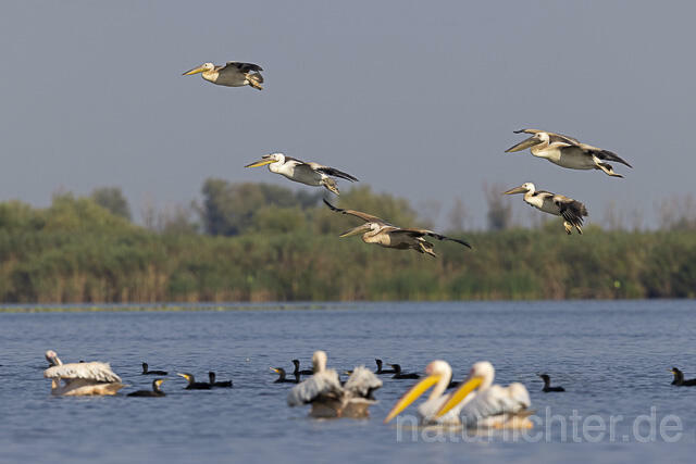 R13846 Rosapelikan Jungvögel im Flug, Great white pelican juvenile flying - Christoph Robiller