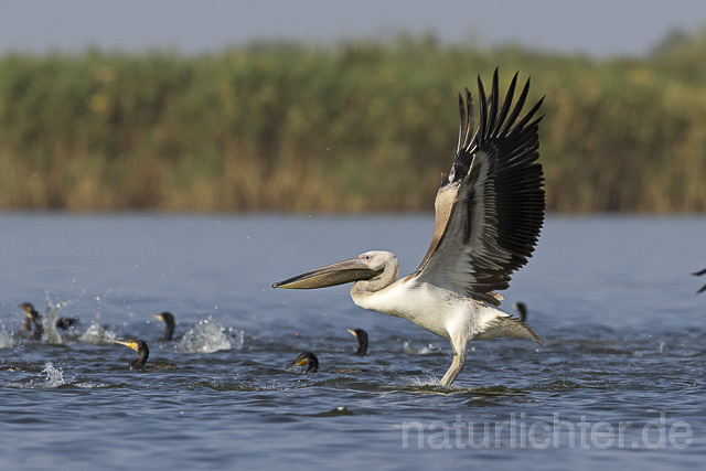 R13847 Rosapelikan Jungvogel im Flug, Great white pelican juvenile flying - Christoph Robiller