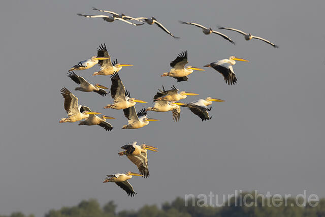 R13952 Rosapelikane, Gruppe im Flug, Great white pelican flying - Christoph Robiller