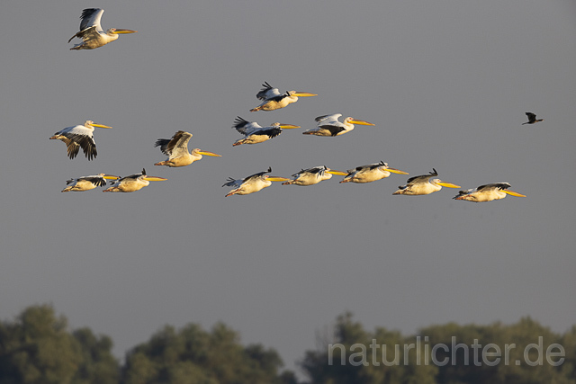 R13955 Rosapelikane, Gruppe im Flug, Great white pelican flying - Christoph Robiller