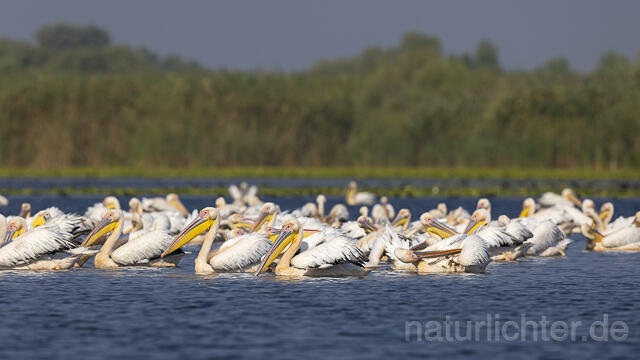 R13957 Rosapelikane Gruppe schwimmend, Great white pelican - Christoph Robiller