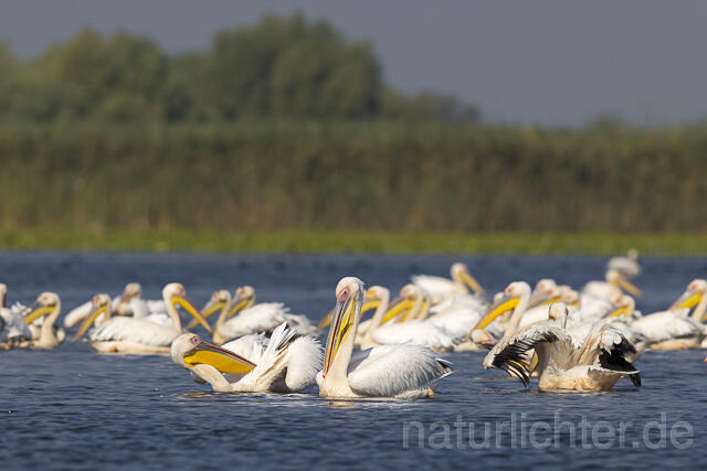 R13958 Rosapelikane Gruppe schwimmend, Great white pelican - Christoph Robiller