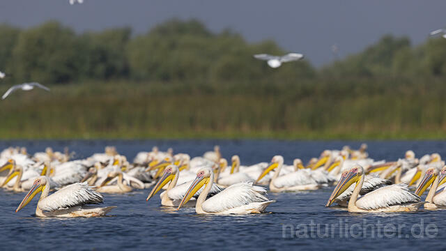 R13959 Rosapelikane Gruppe schwimmend, Great white pelican - Christoph Robiller