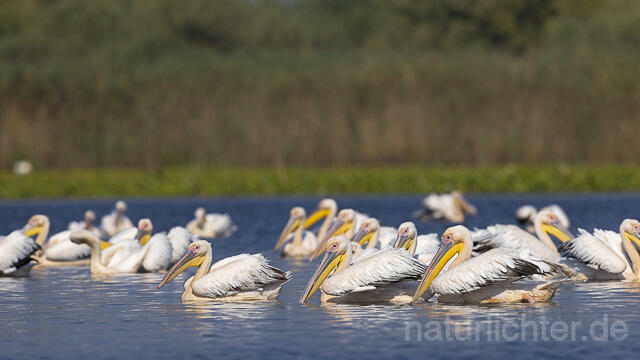 R13960 Rosapelikane Gruppe schwimmend, Great white pelican - Christoph Robiller
