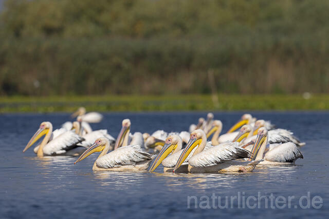 R13961 Rosapelikane Gruppe schwimmend, Great white pelican - Christoph Robiller