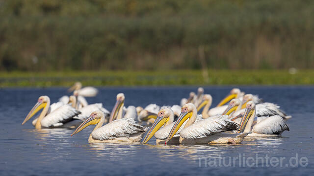 R13962 Rosapelikane Gruppe schwimmend, Great white pelican - Christoph Robiller
