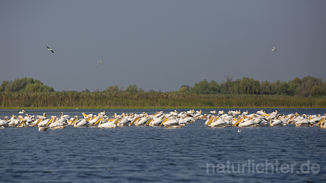 R13966 Rosapelikane Gruppe schwimmend, Great white pelican - Christoph Robiller