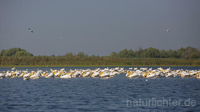 R13966 Rosapelikane Gruppe schwimmend, Great white pelican - Christoph Robiller