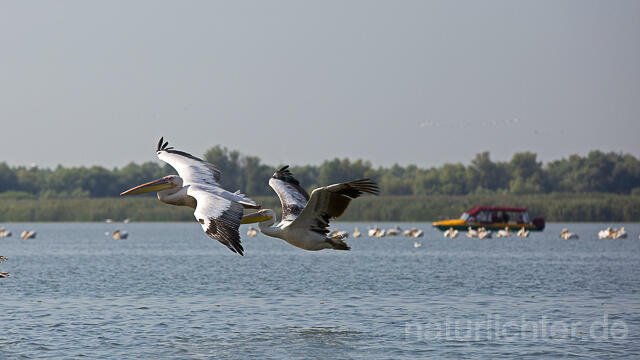 R13967 Rosapelikane abfliegend mit Schnellboot im Hintergrund, Great white pelican flying and Speedboat - Christoph Robiller