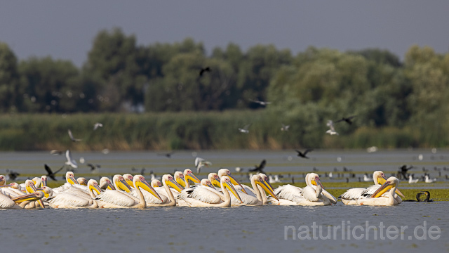 R13969 Rosapelikane Gruppe schwimmend, Great white pelican - Christoph Robiller