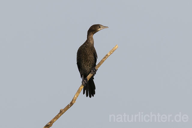 R13972 Zwergscharbe, Jungvogel, Pygmy Cormorant juvenile - Christoph Robiller