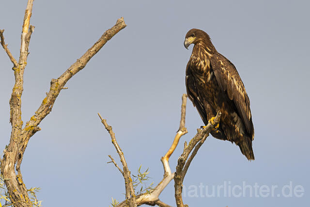 R13976 Seeadler Jungvogel, Donautelta, White-tailed Eagle, Danube Delta - Christoph Robiller