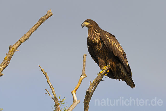 R13977 Seeadler Jungvogel, Donautelta, White-tailed Eagle, Danube Delta - Christoph Robiller