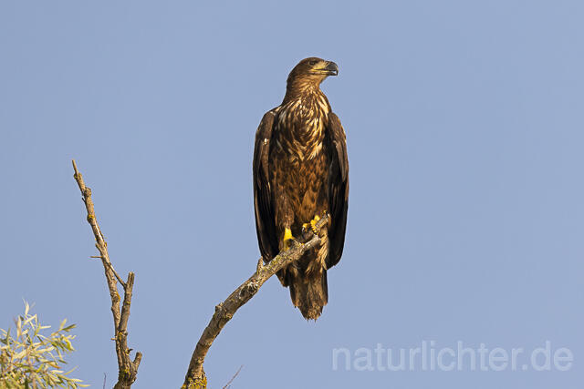 R13978 Seeadler Jungvogel, Donautelta, White-tailed Eagle, Danube Delta - Christoph Robiller
