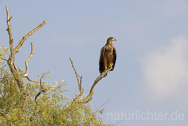 R13979 Seeadler Jungvogel, Donautelta, White-tailed Eagle, Danube Delta - Christoph Robiller