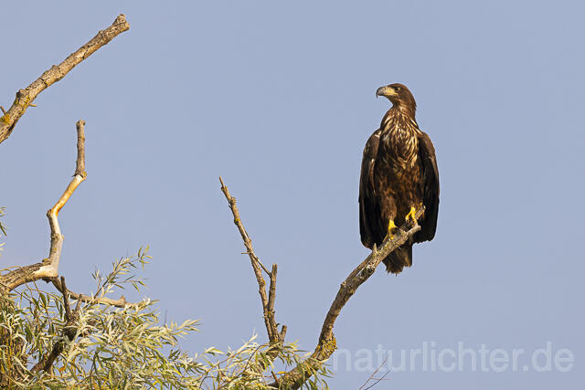 R13980 Seeadler Jungvogel, Donautelta, White-tailed Eagle, Danube Delta - Christoph Robiller
