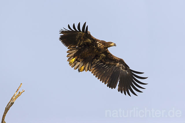 R13982 Seeadler Jungvogel, Donautelta, White-tailed Eagle, Danube Delta - Christoph Robiller