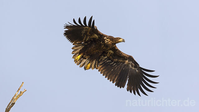 R13983 Seeadler Jungvogel, Donautelta, White-tailed Eagle, Danube Delta - Christoph Robiller