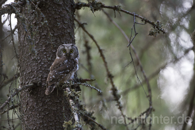 R14083 Raufußkauz, Finnland, Tengmalm's owl, Finland - Christoph Robiller
