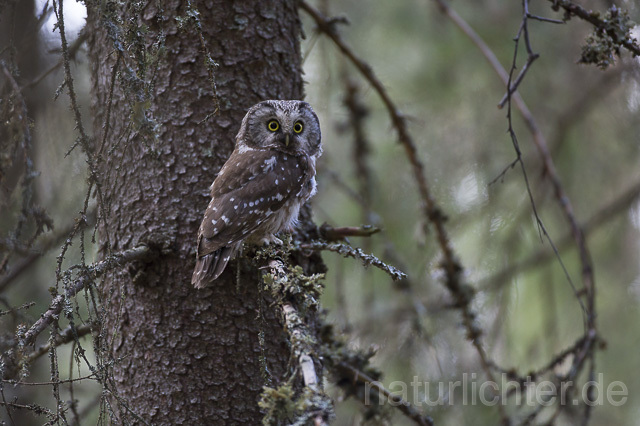 R14084 Raufußkauz, Finnland, Tengmalm's owl, Finland - Christoph Robiller